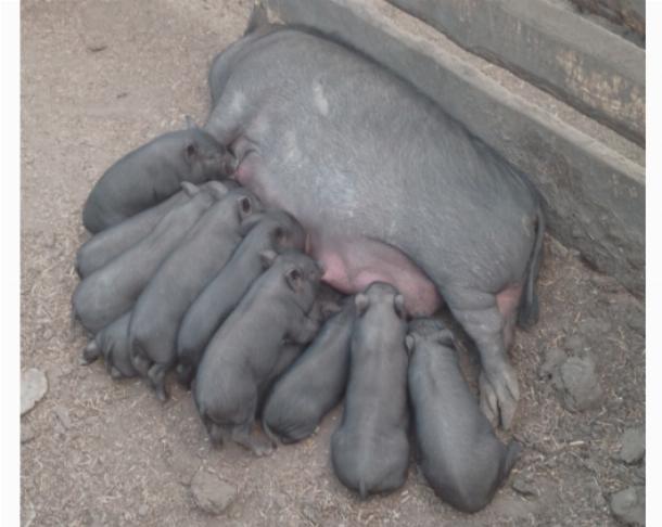Современный выбор фермеров – вьетнамские свиньи