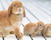 Выгодно ли разведение кроликов?