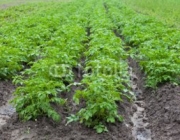 Как повысить урожай картофеля?