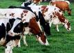 Россельхознадзор предупреждает: молочная река из Голландии может пересохнуть