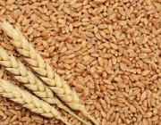 Способы защиты пшеницы